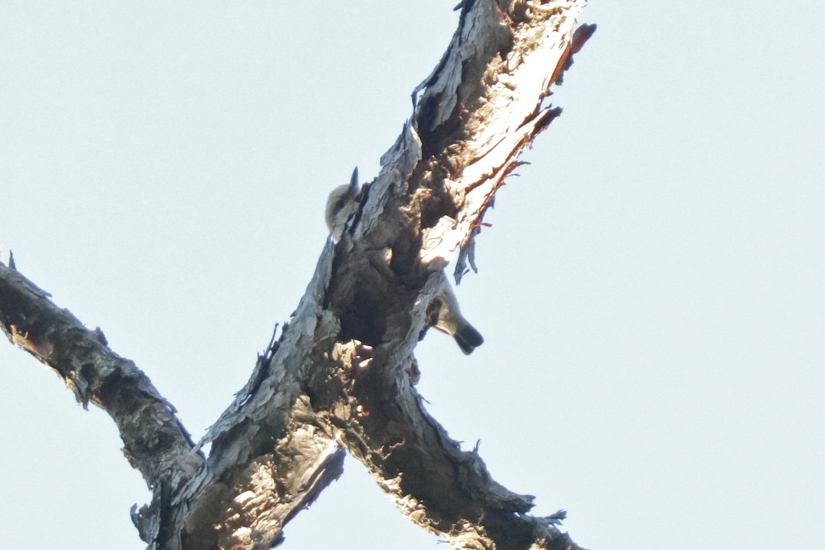 Brown-headed Nuthatch - ML617145379