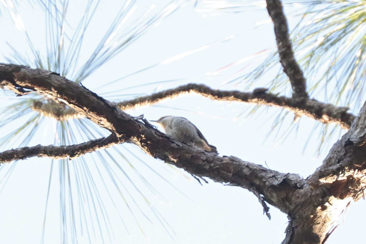 Brown-headed Nuthatch - ML617145391