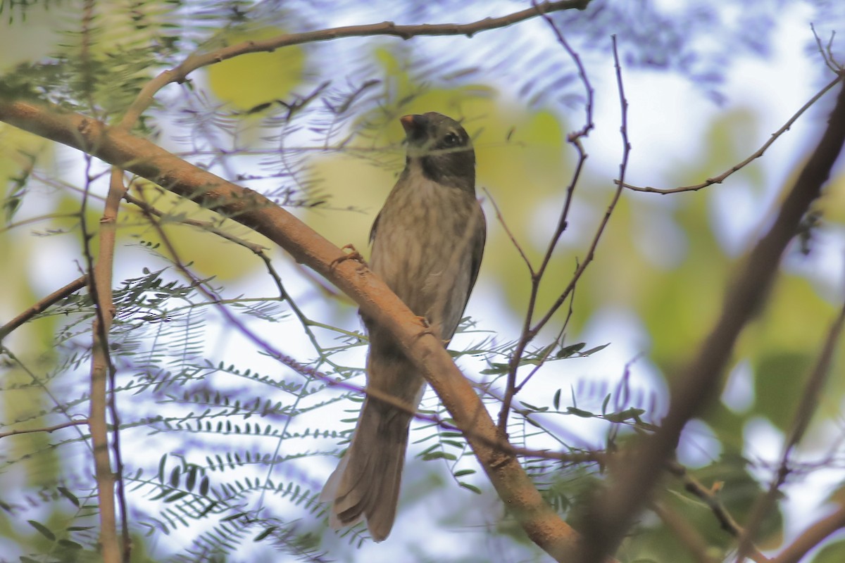 Lesser Antillean Saltator - ML617145393