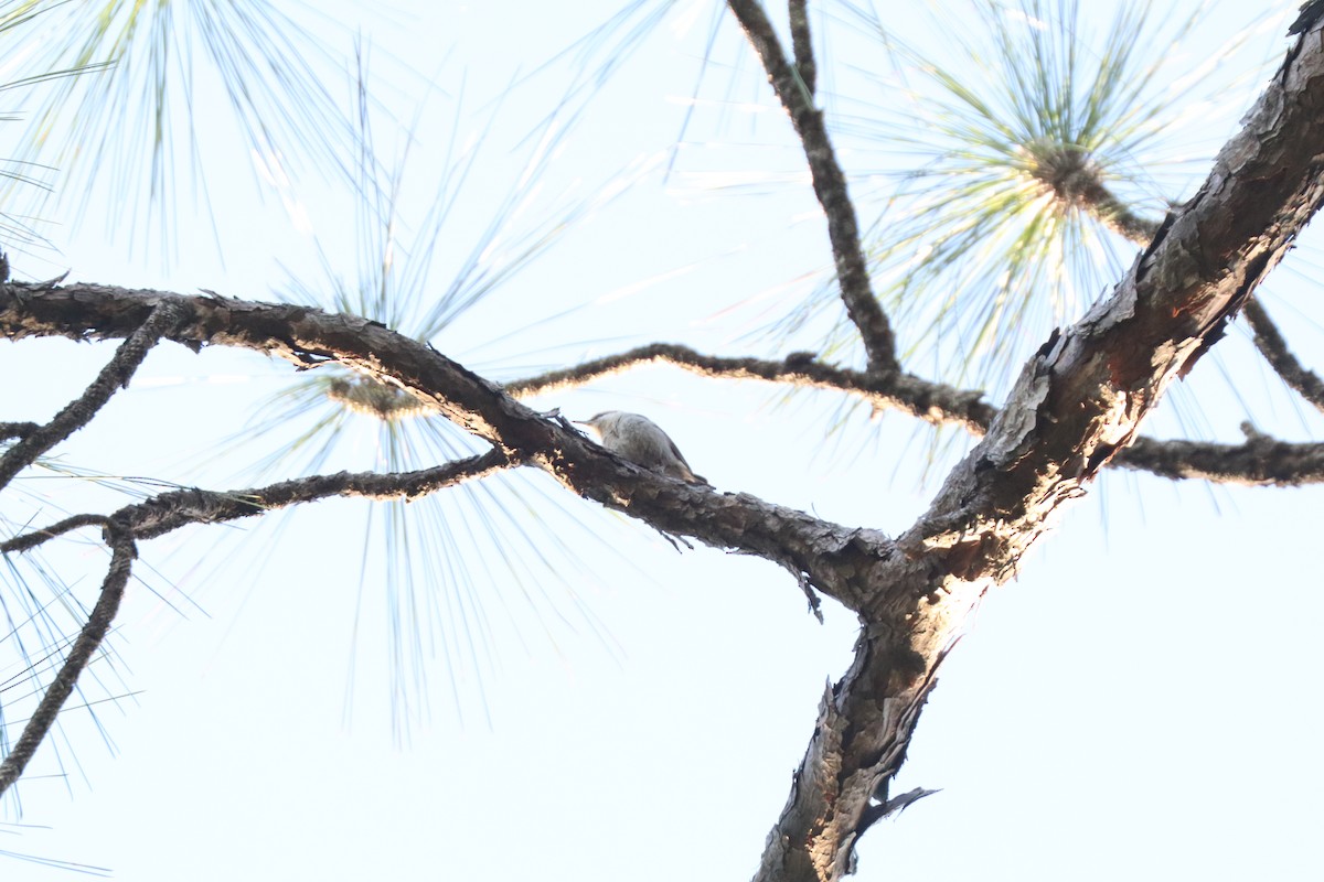 Brown-headed Nuthatch - ML617145394