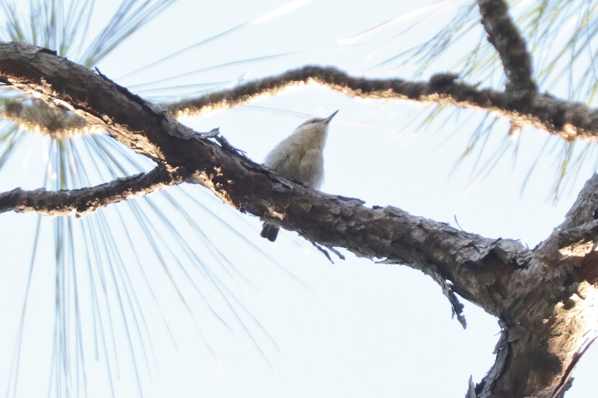 Brown-headed Nuthatch - ML617145398