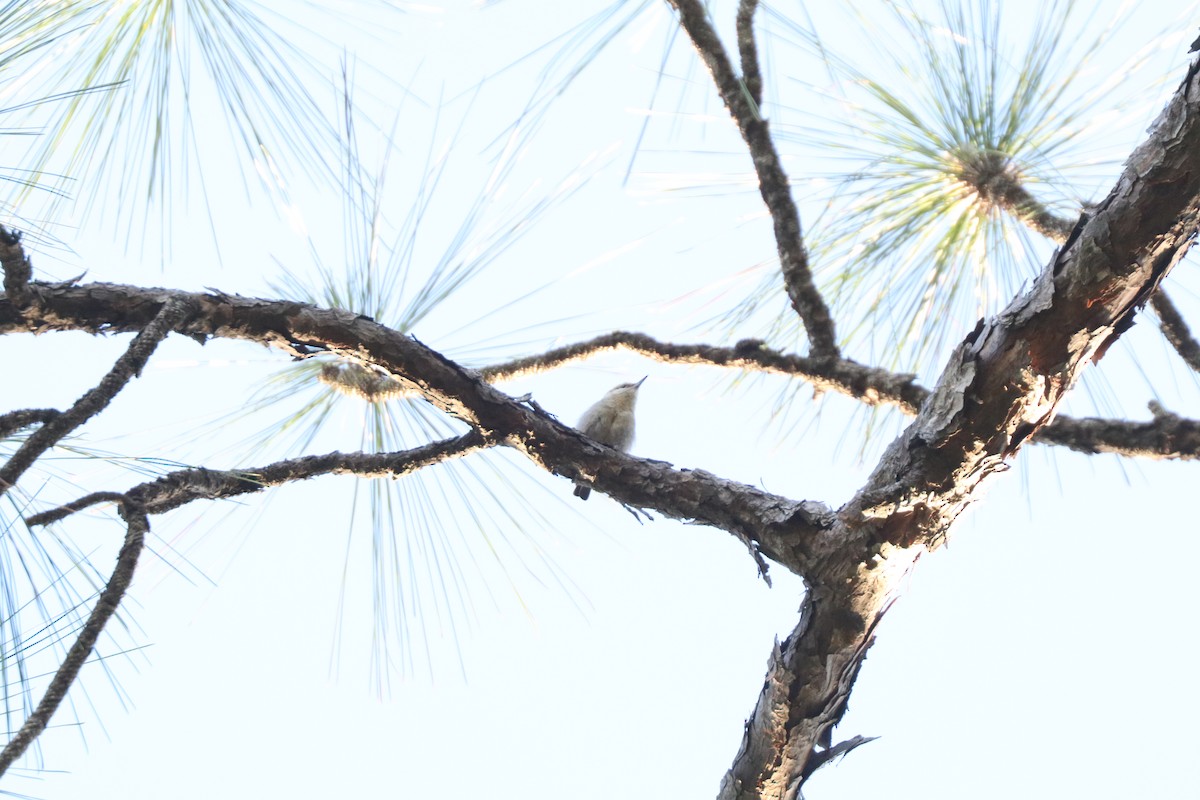 Brown-headed Nuthatch - ML617145401