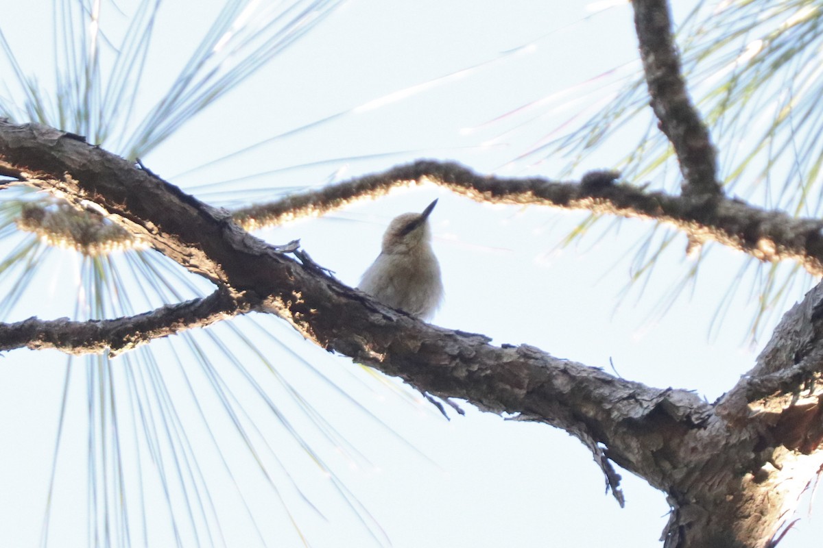 Brown-headed Nuthatch - ML617145403