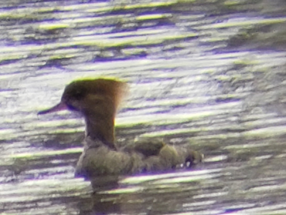 Hooded Merganser - Michelle Spacek