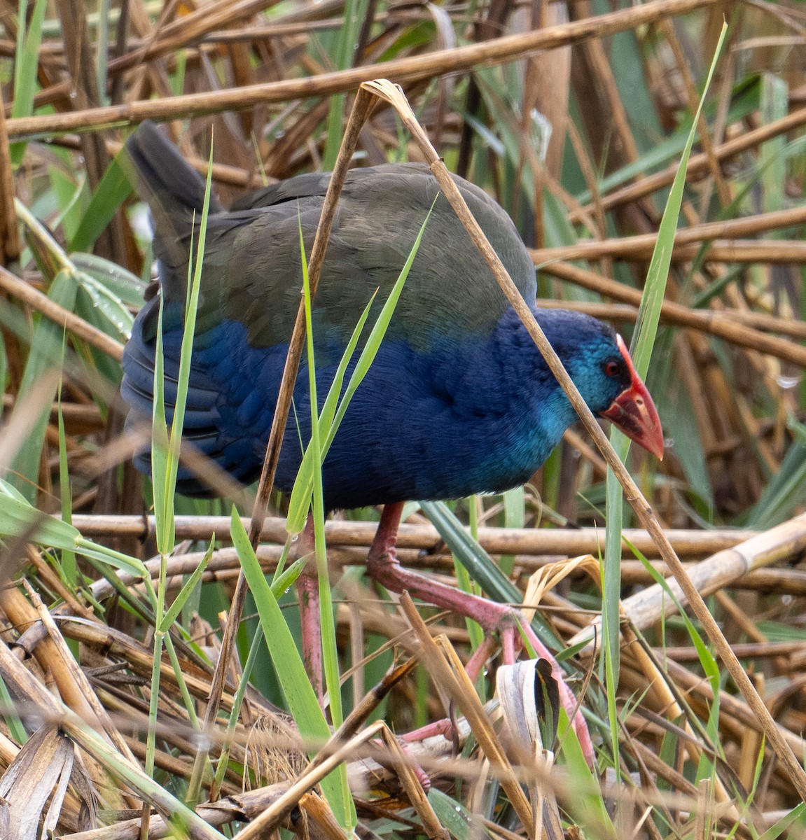 African Swamphen - ML617145420