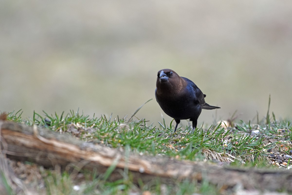 Brown-headed Cowbird - ML617145422