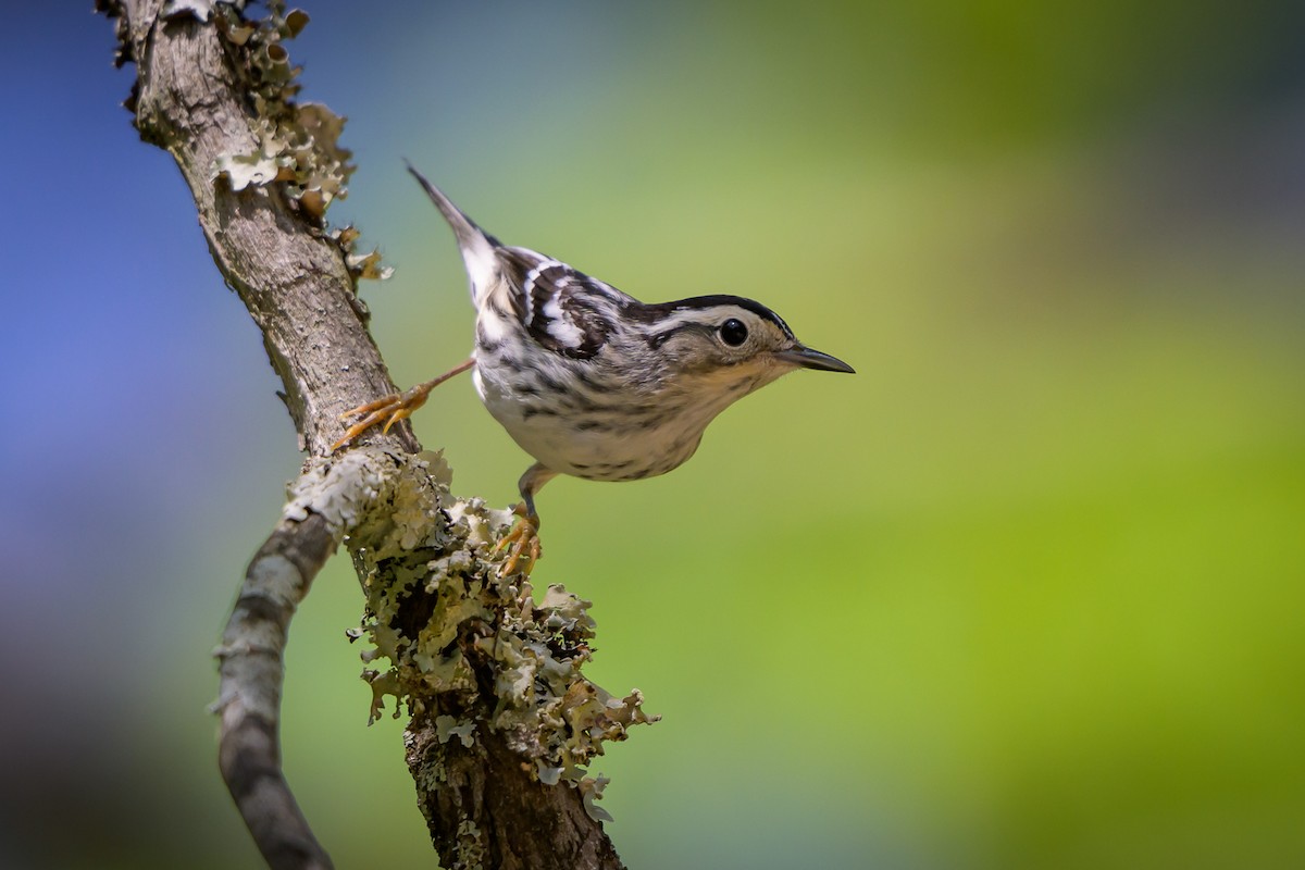 Black-and-white Warbler - ML617145426