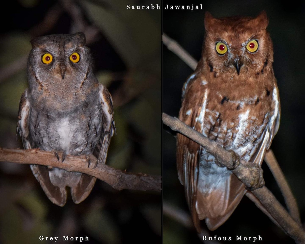 Oriental Scops-Owl - Saurabh Jawanjal
