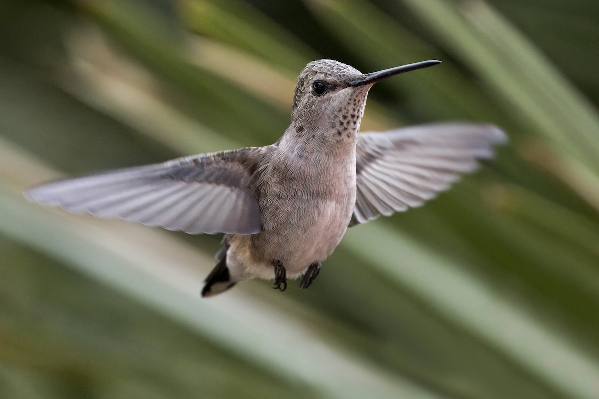 Broad-tailed Hummingbird - ML617145459