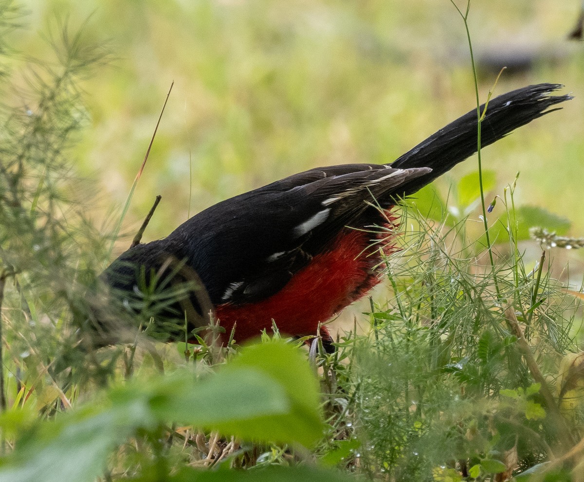 Crimson-breasted Gonolek - Sam Zuckerman