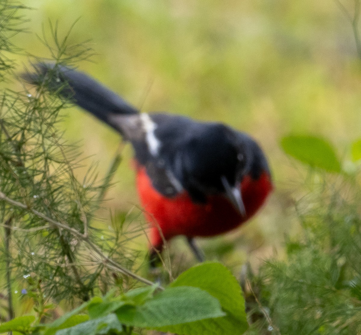 Crimson-breasted Gonolek - Sam Zuckerman