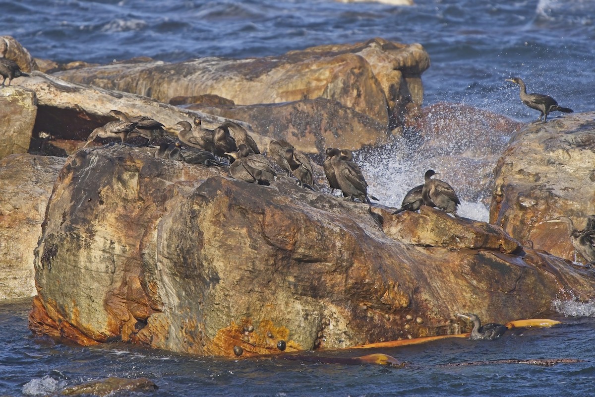 Cape Cormorant - Xabier Vázquez Pumariño