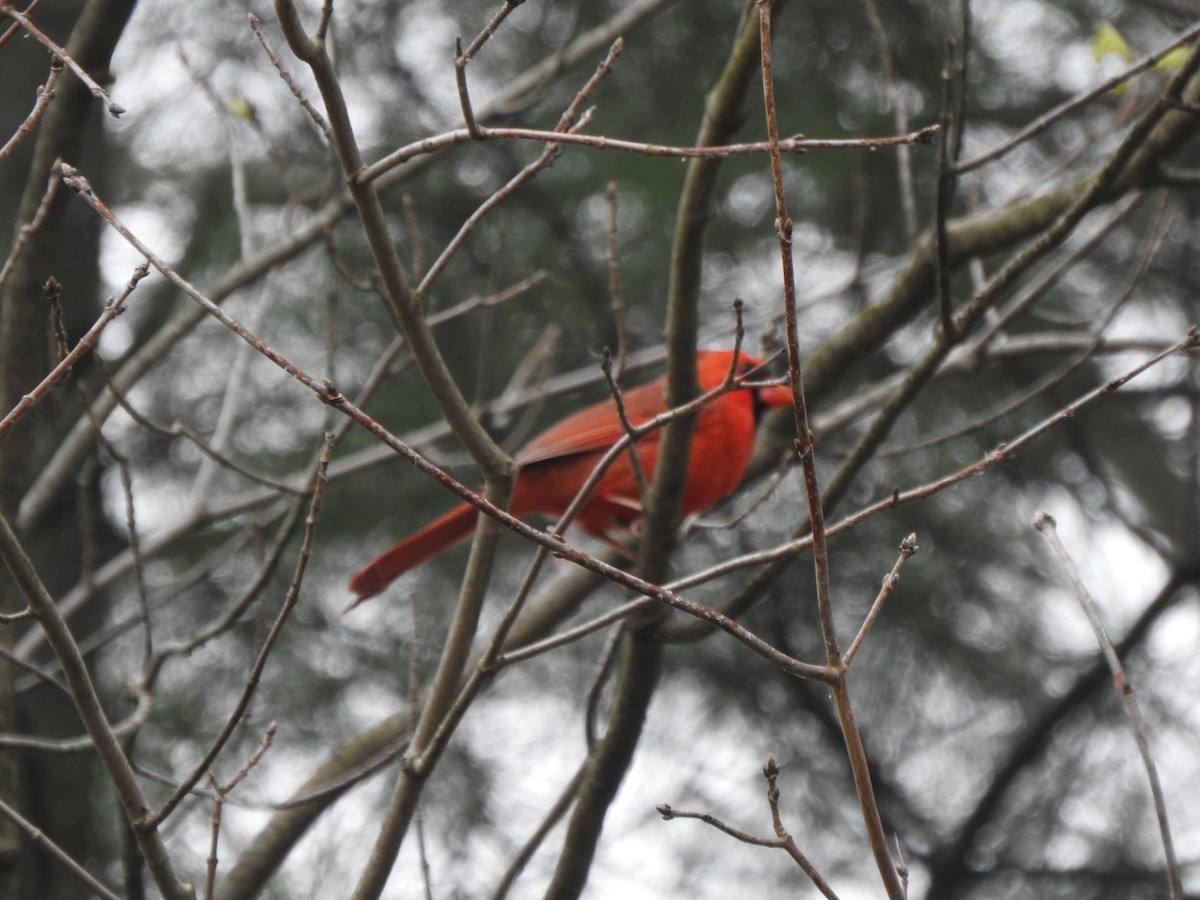 Cardinal rouge - ML617145490