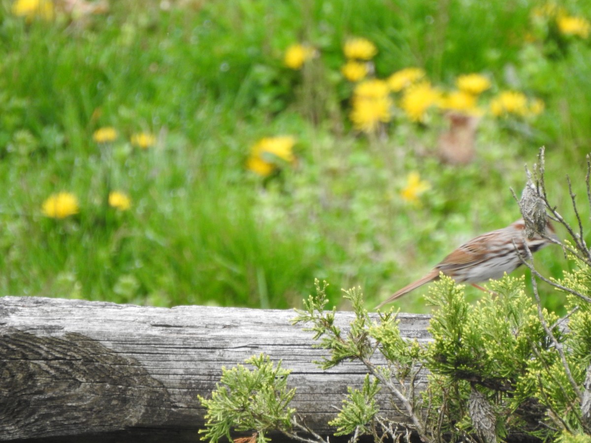 Song Sparrow - ML617145506