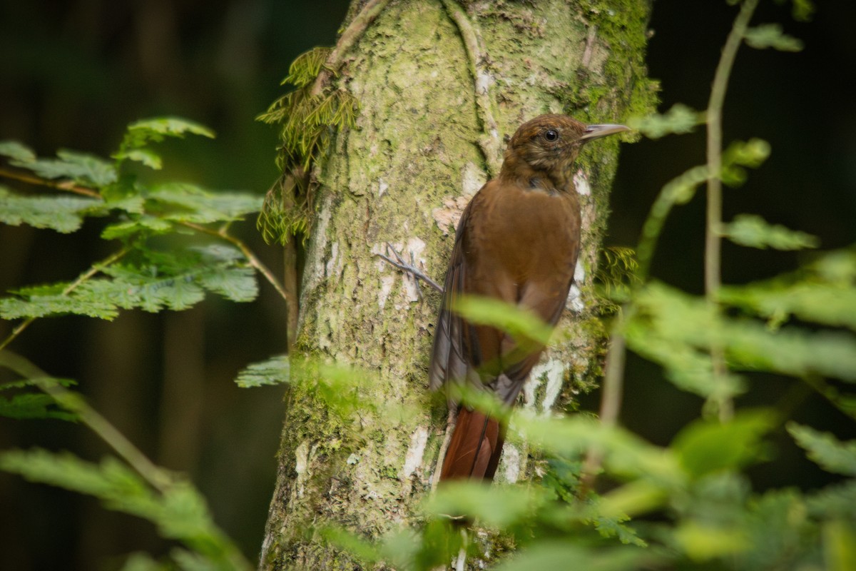 Plain-winged Woodcreeper - ML617145523