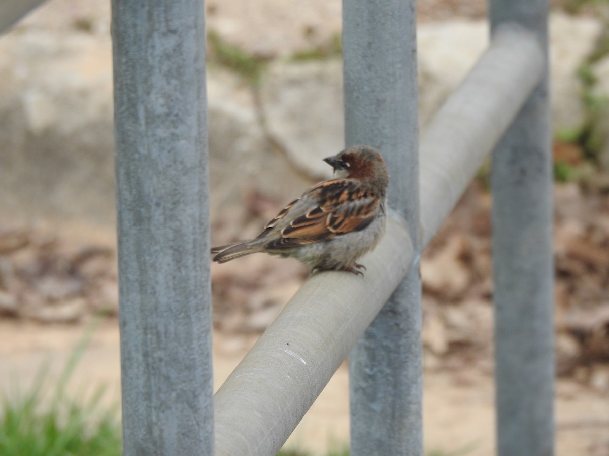House Sparrow - Ron Marek