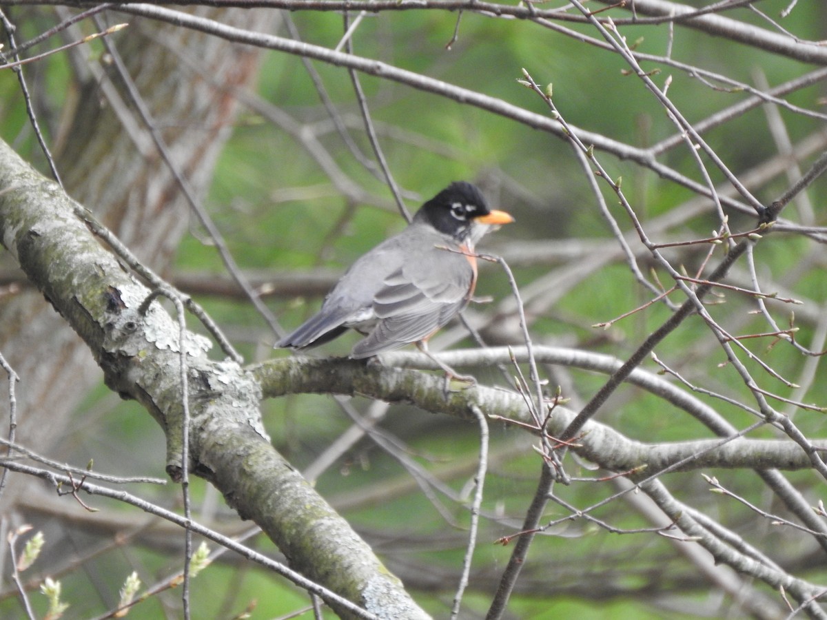 American Robin - ML617145531