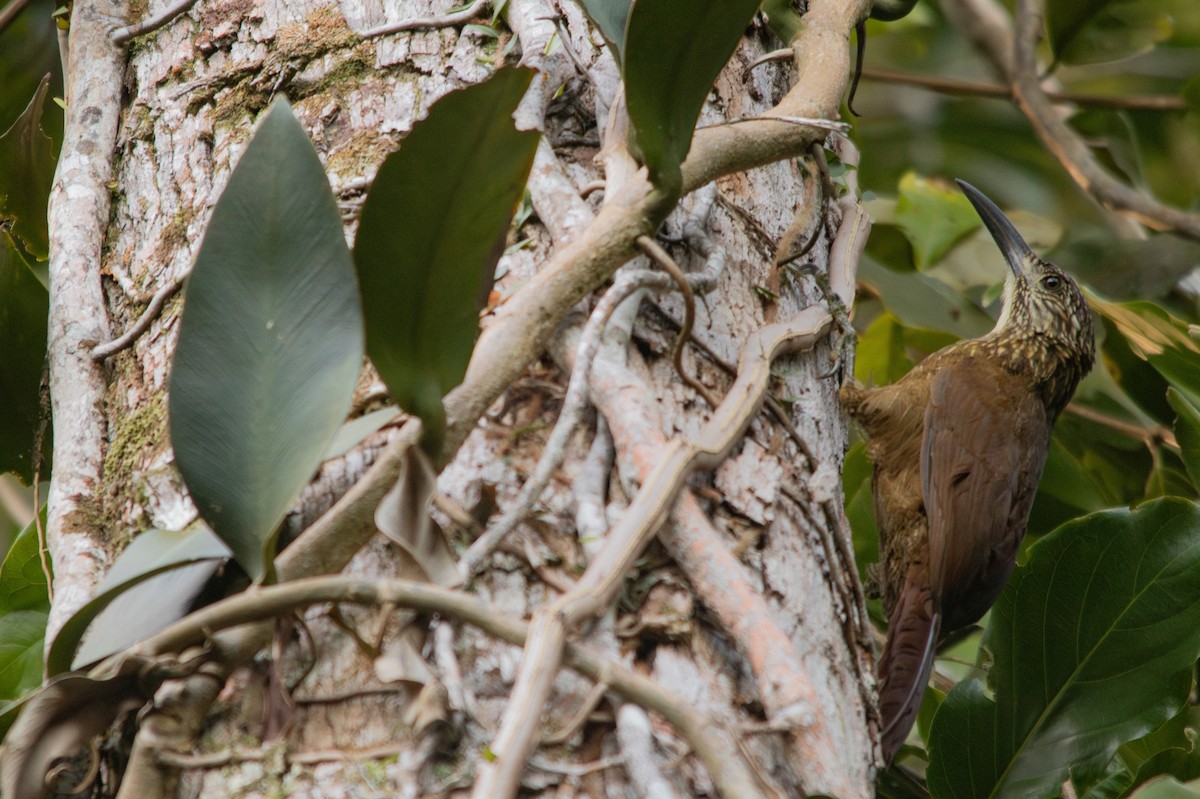 White-throated Woodcreeper - ML617145551