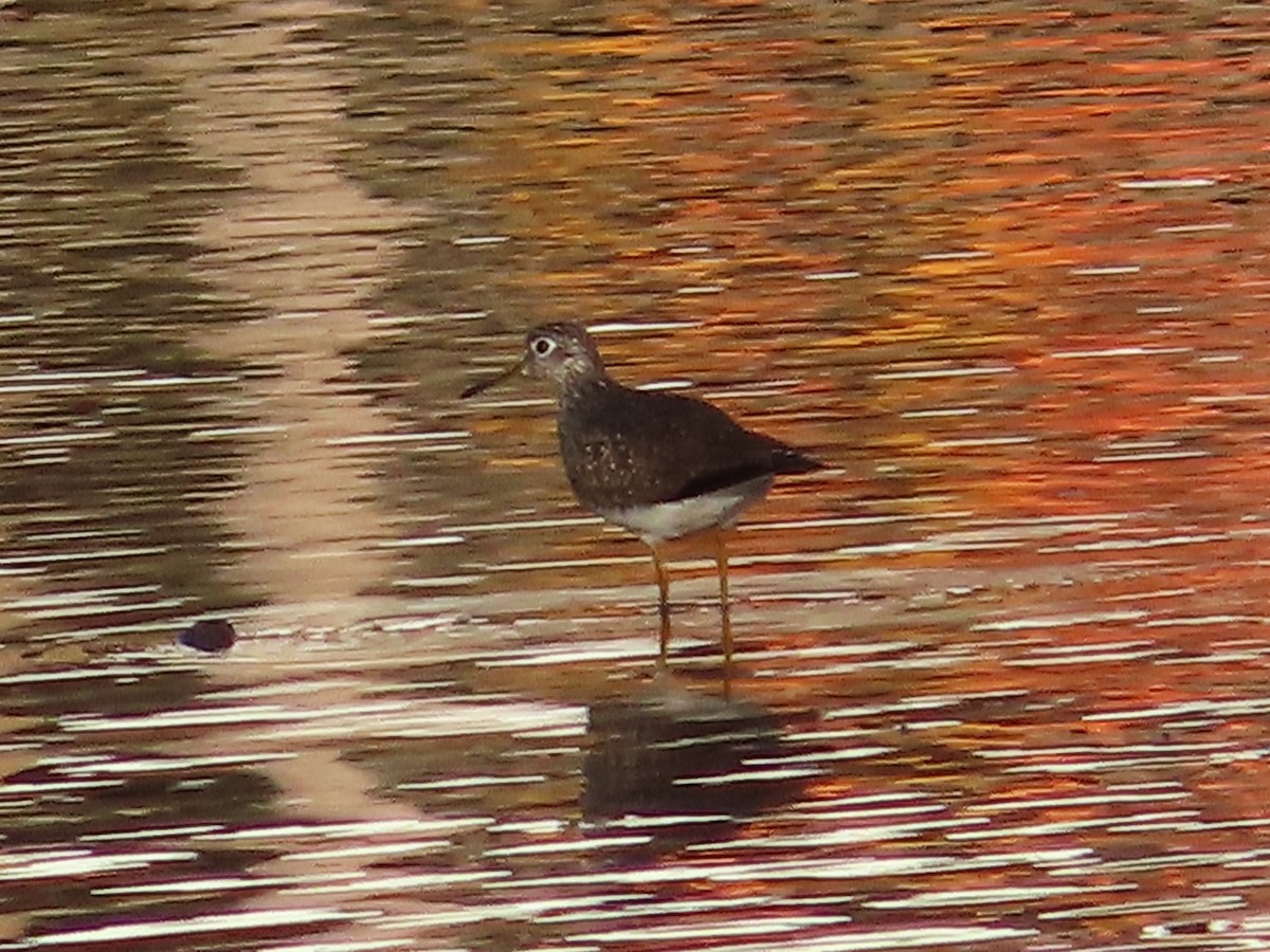 Solitary Sandpiper - ML617145590