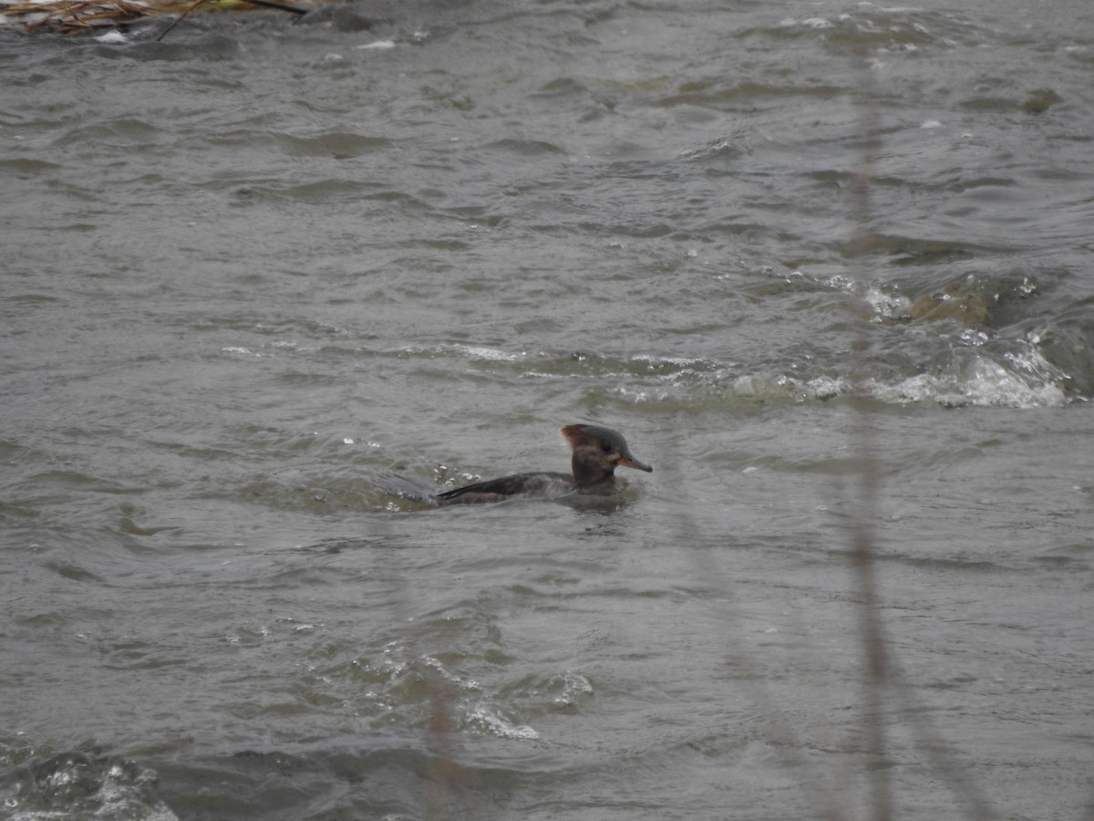 Hooded Merganser - ML617145593