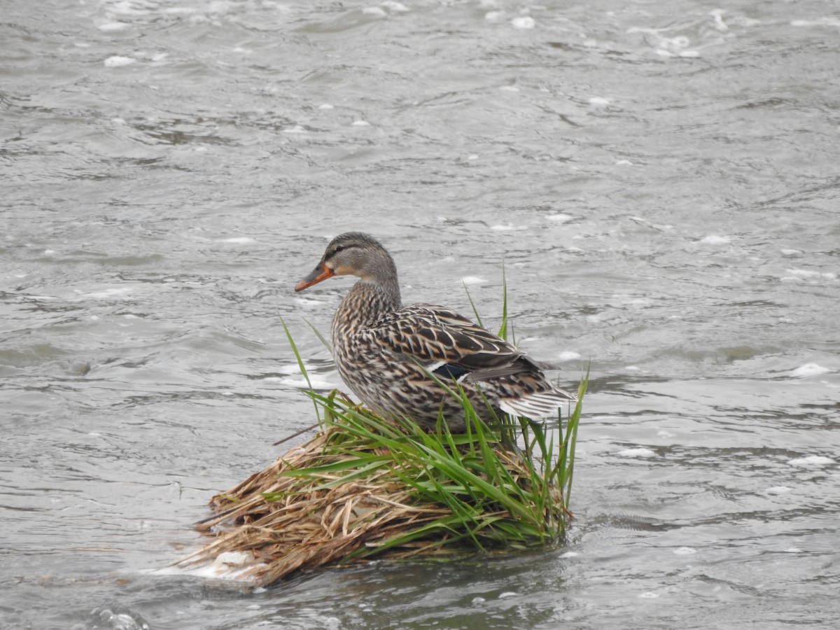 Canard colvert - ML617145606