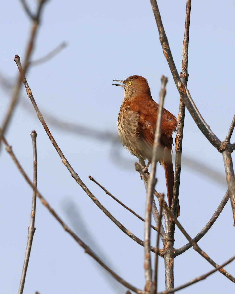 Brown Thrasher - ML617145611