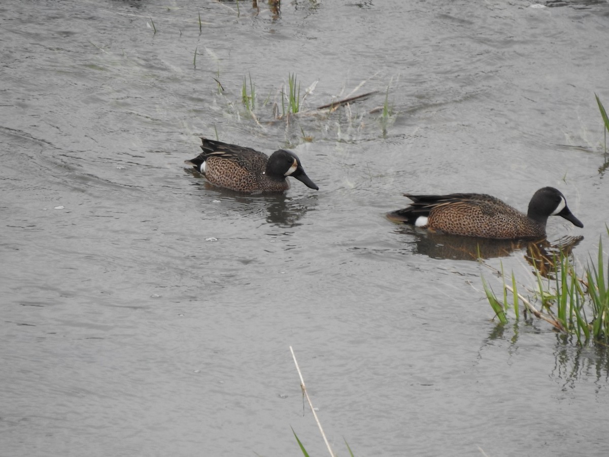 Blue-winged Teal - ML617145612