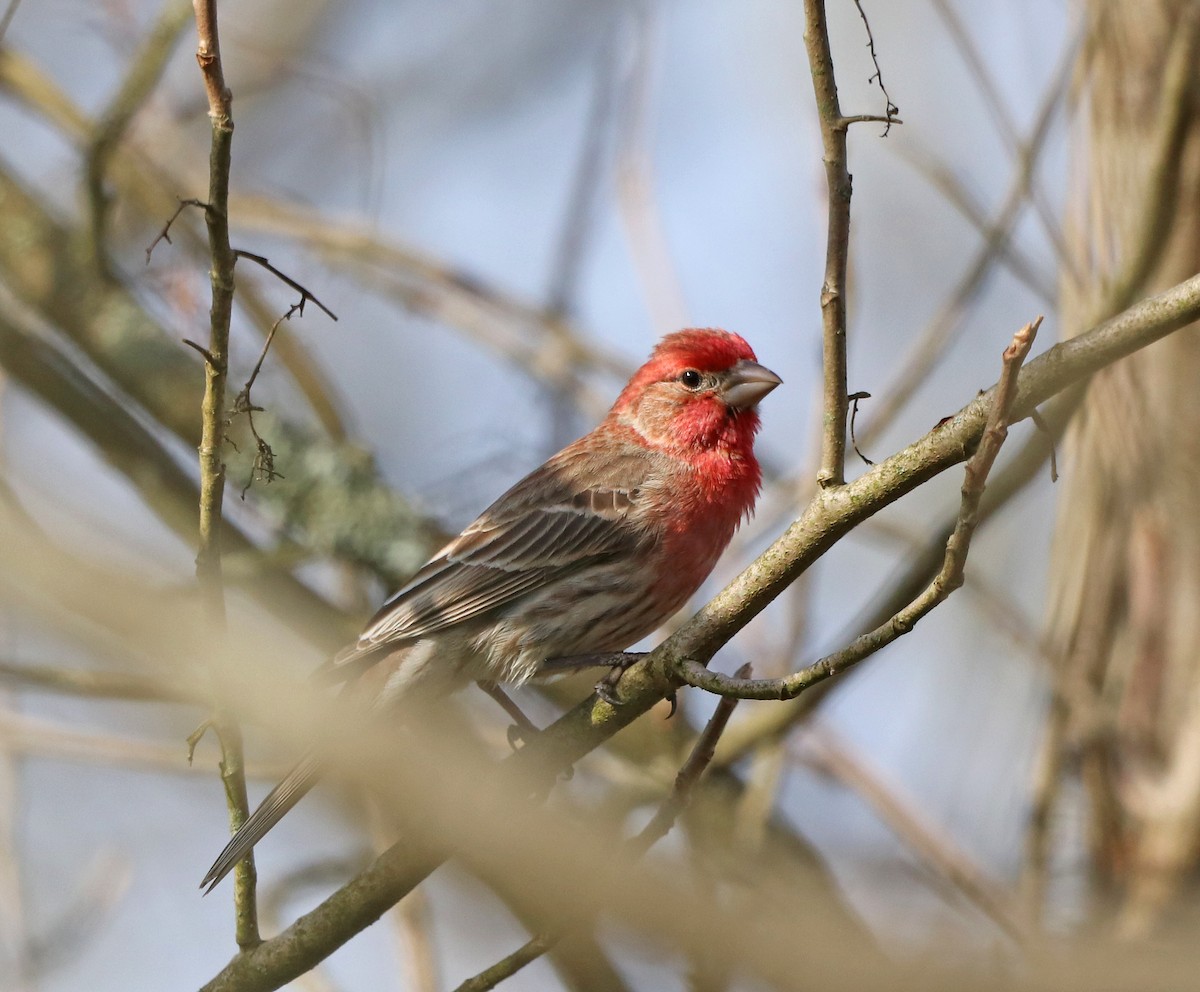 House Finch - ML617145629