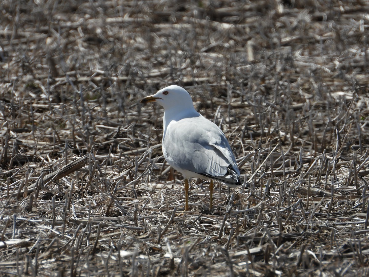 Ring-billed Gull - ML617145631