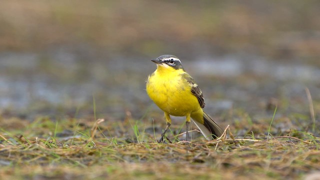 Western Yellow Wagtail - ML617145702