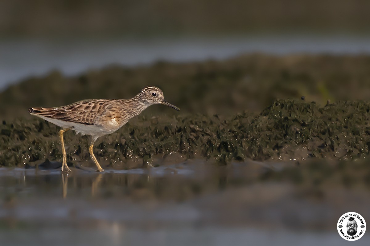 Langzehen-Strandläufer - ML617145722