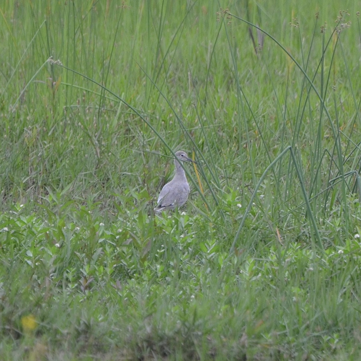 willetsnipe (inornata) - ML617145757