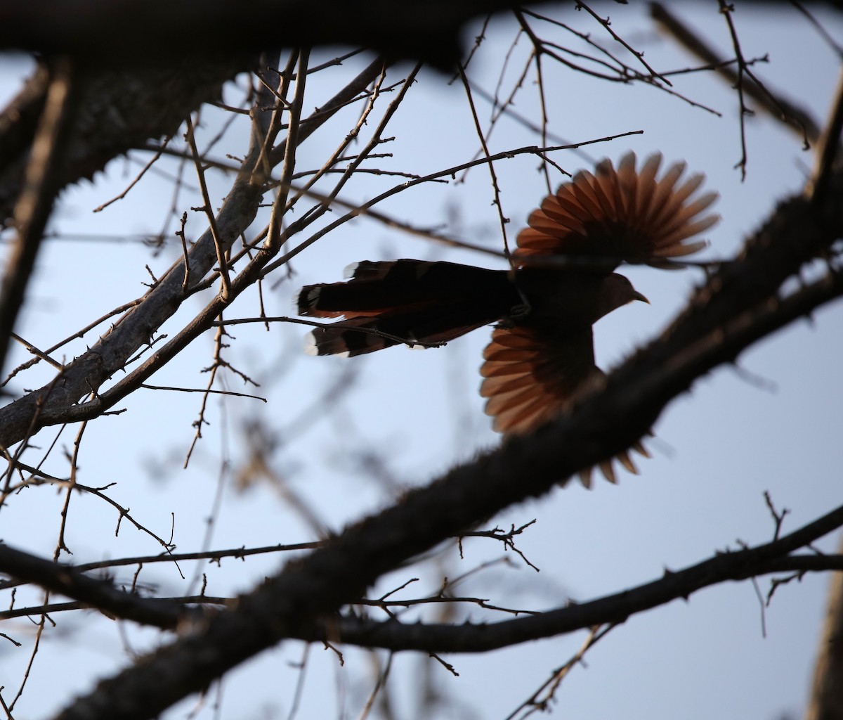 Squirrel Cuckoo - ML617145800