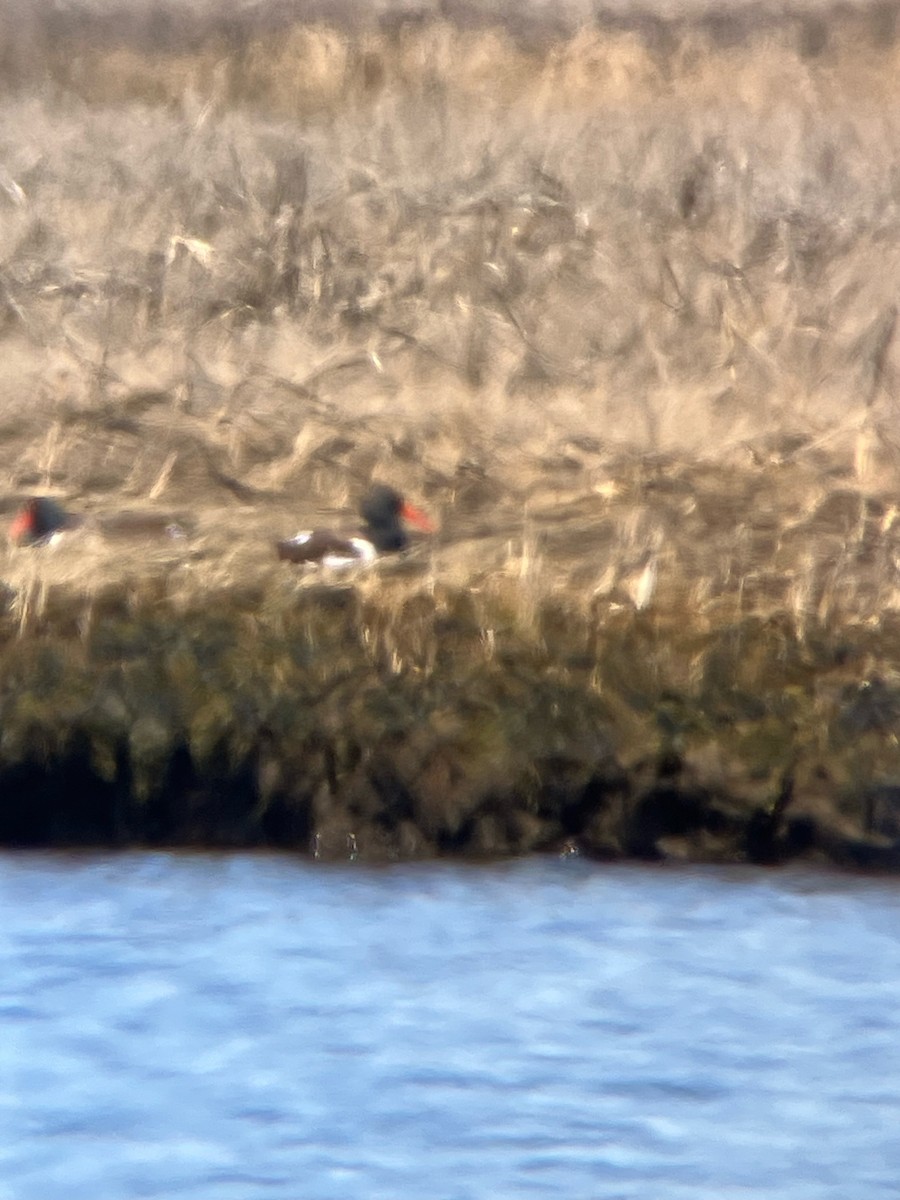 American Oystercatcher - ML617145855