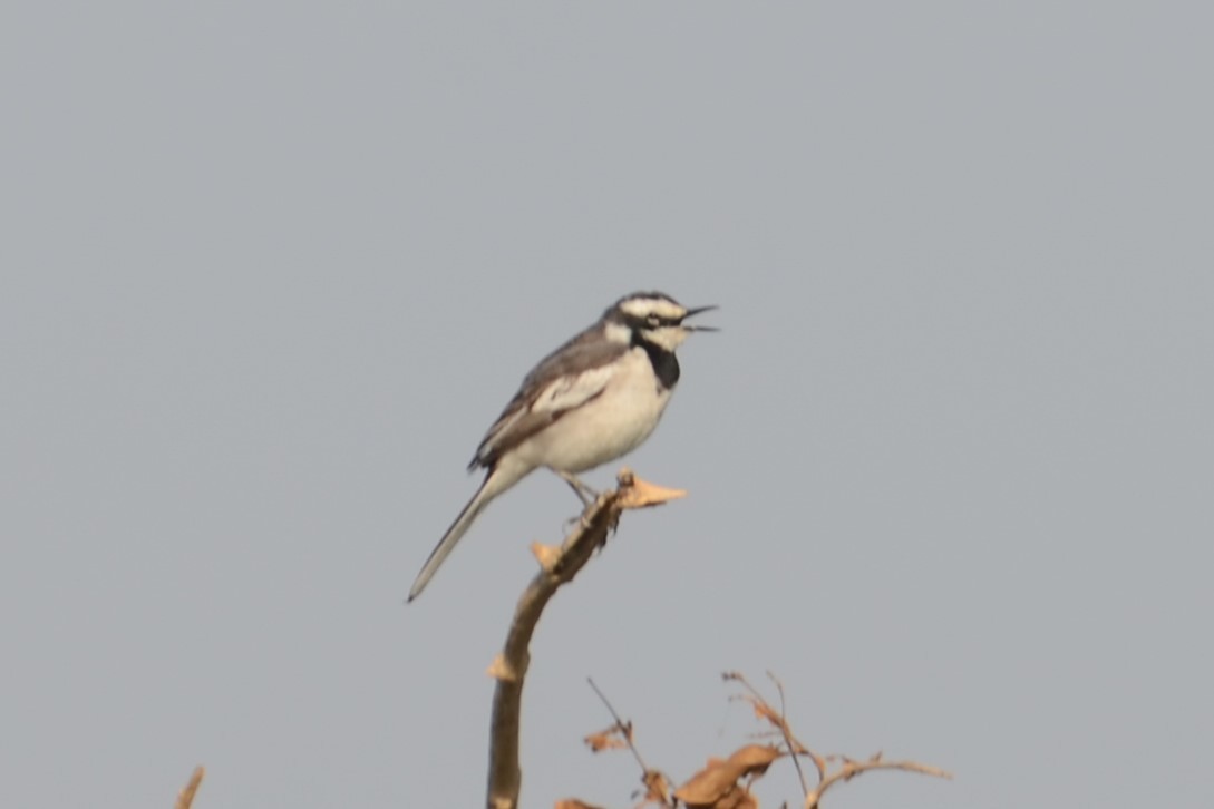 Mekong Wagtail - ML617145900