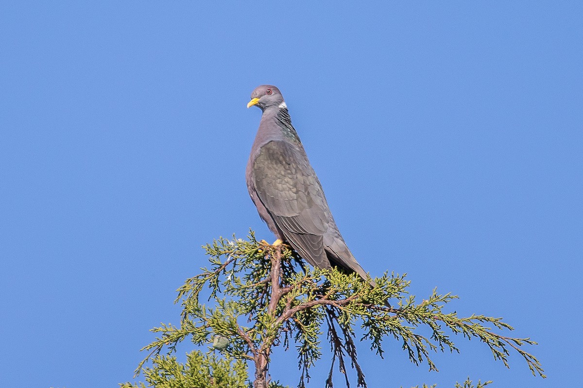 Band-tailed Pigeon - ML617145908
