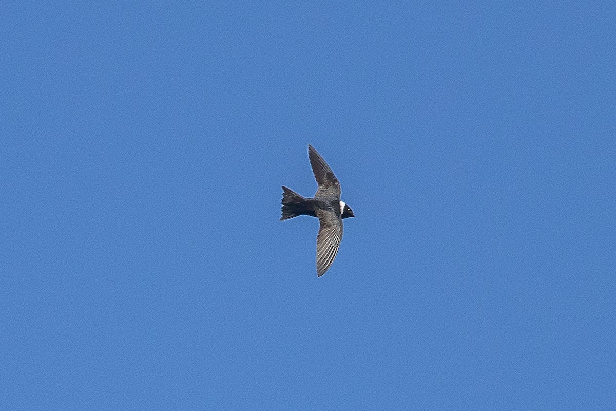 White-collared Swift - Paul Budde