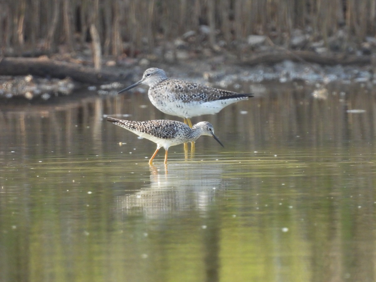 Greater Yellowlegs - ML617146007