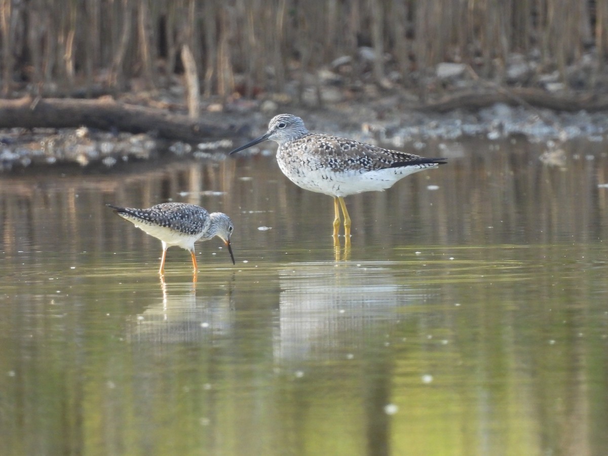 Greater Yellowlegs - Leandro Niebles Puello