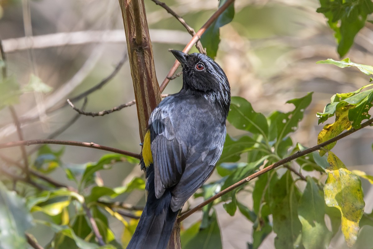 Buff-breasted Mountain Tanager - Paul Budde