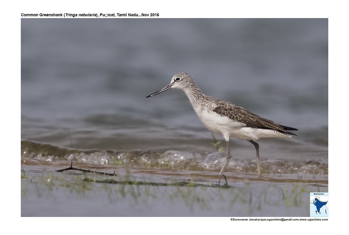 Common Greenshank - ML617146048