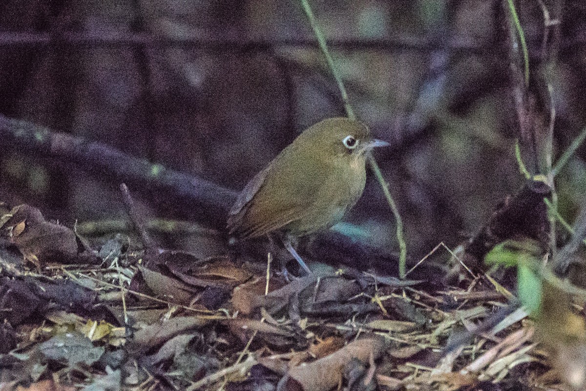 Perija Antpitta - ML617146075