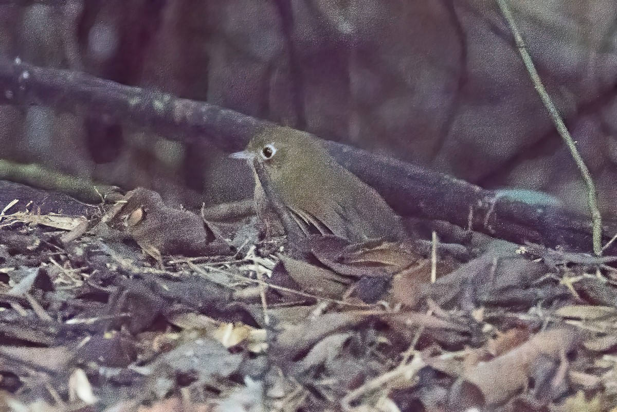 Perija Antpitta - Paul Budde