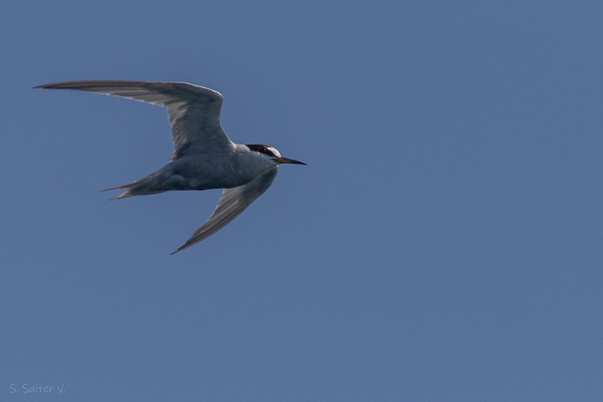 Peruvian Tern - ML617146089