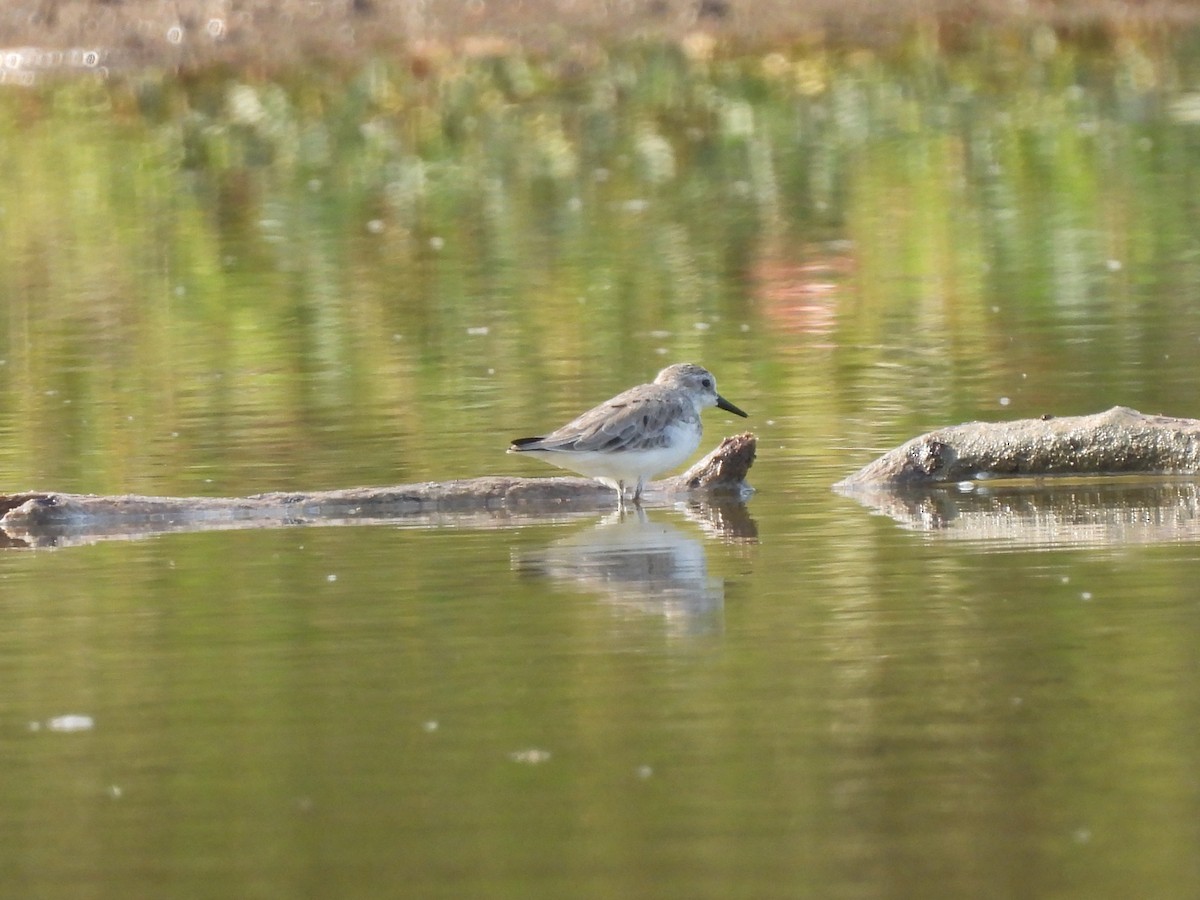 Bergstrandläufer - ML617146094