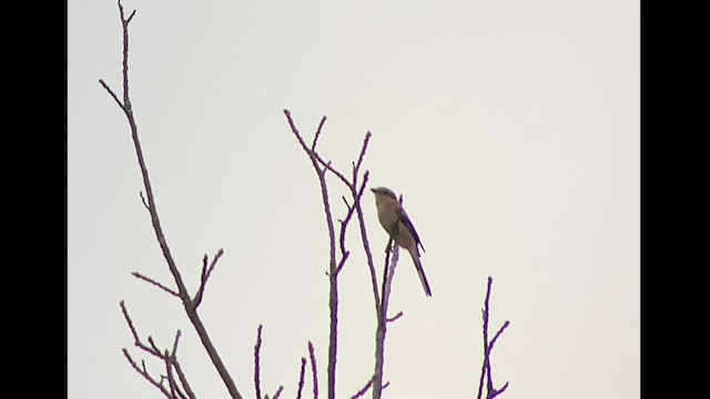 Northern Shrike - ML617146158