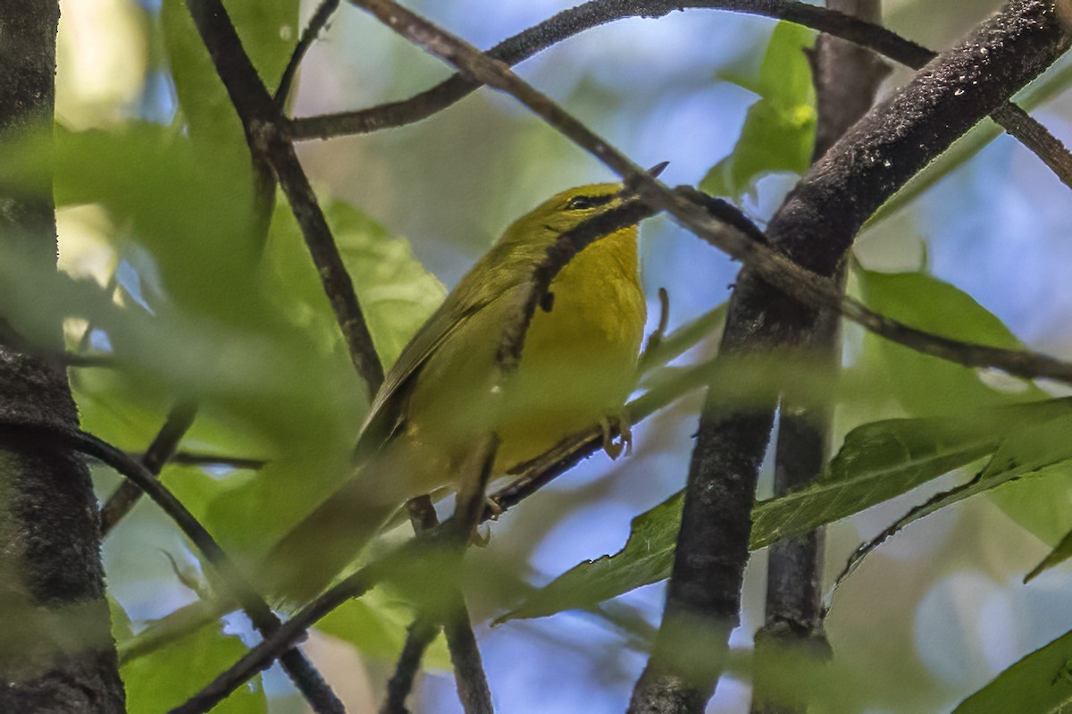 Black-crested Warbler - Paul Budde