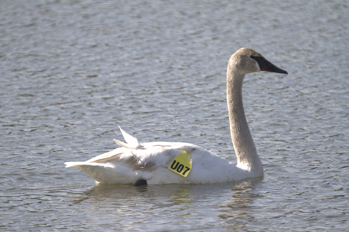 Trumpeter Swan - Murray Shields