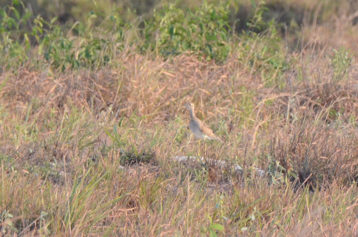 Upland Sandpiper - ML617146251