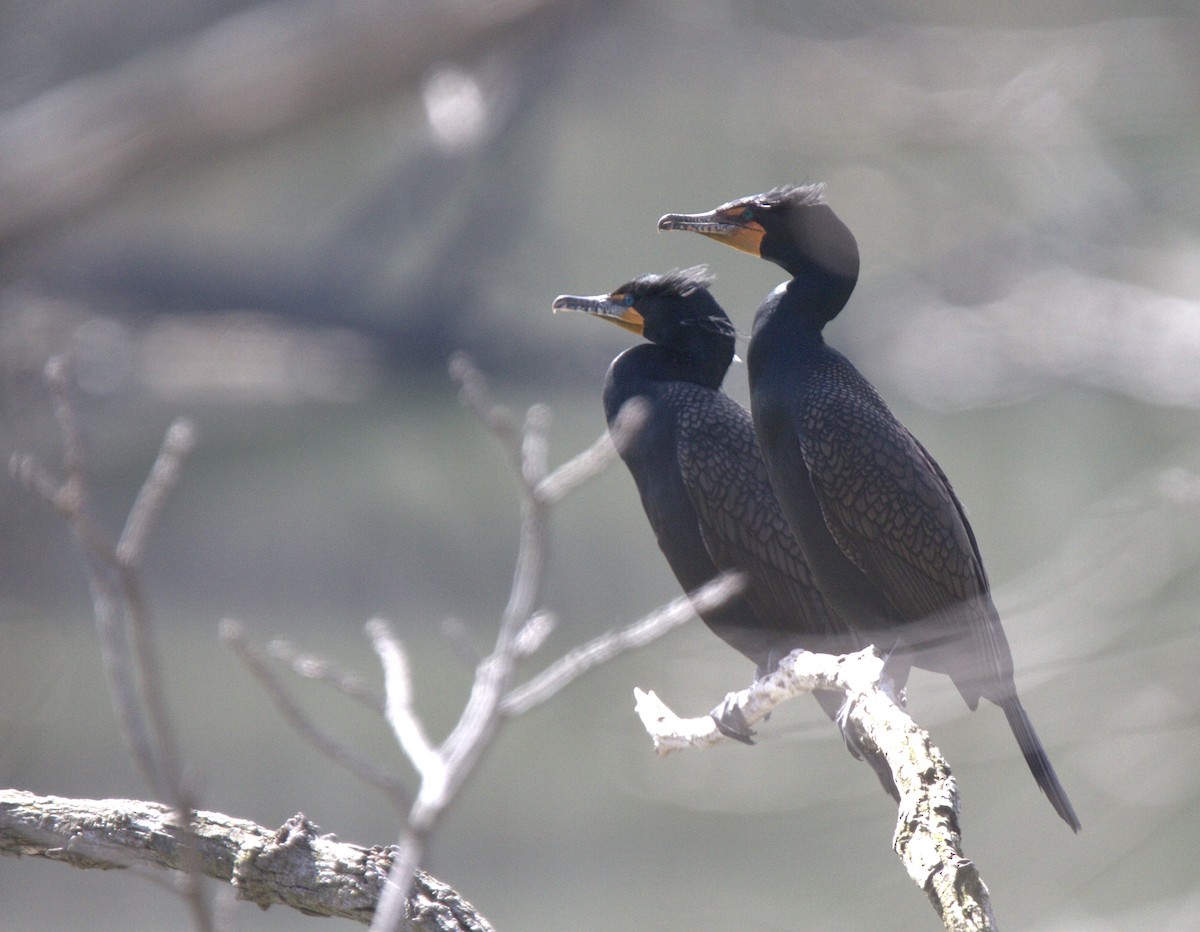 Double-crested Cormorant - Murray Shields